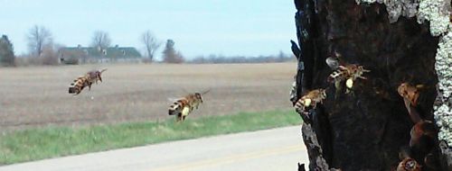 Bees Carrying Pollen