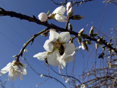 Bees In Apple Blossoms