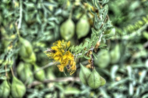 Bees On A Flower