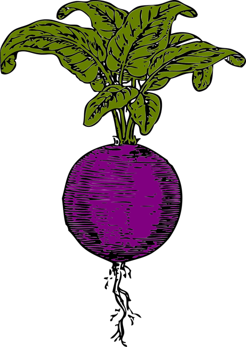 beet beetroot purple beet
