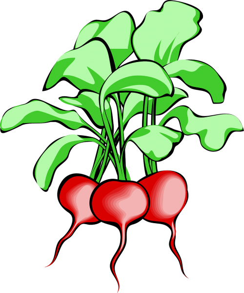 beet beetroot vegetable