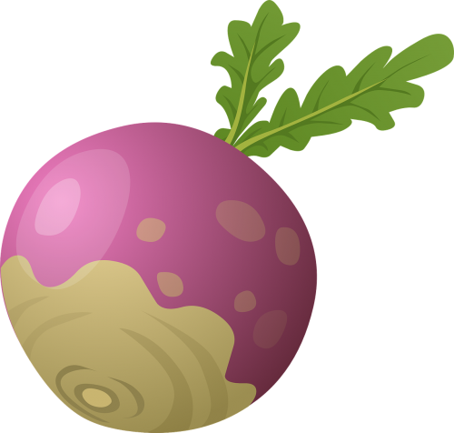 beet root vegetable