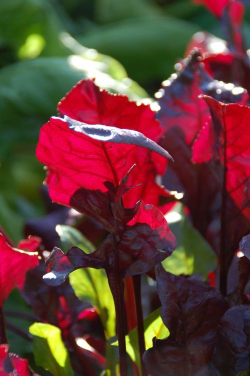 beet leaf vegetable food