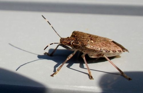 beetle insect macro