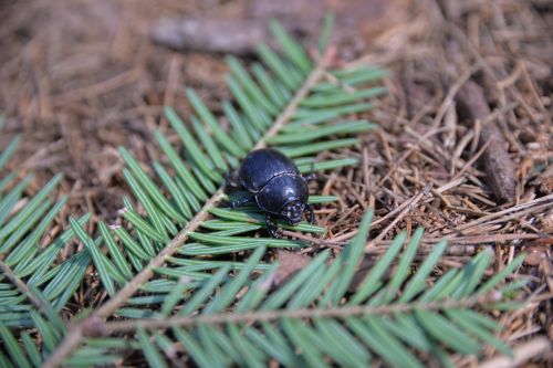 beetle dung beetle insect