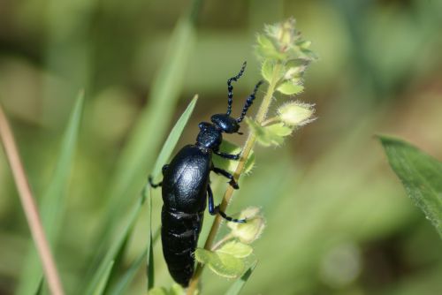 beetle oil beetle insect