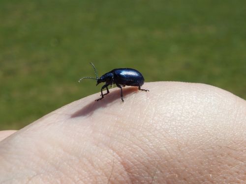 beetle blue insect