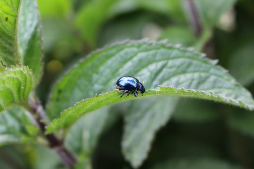 beetle mint insect