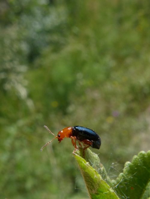 beetle coleoptera black and orange