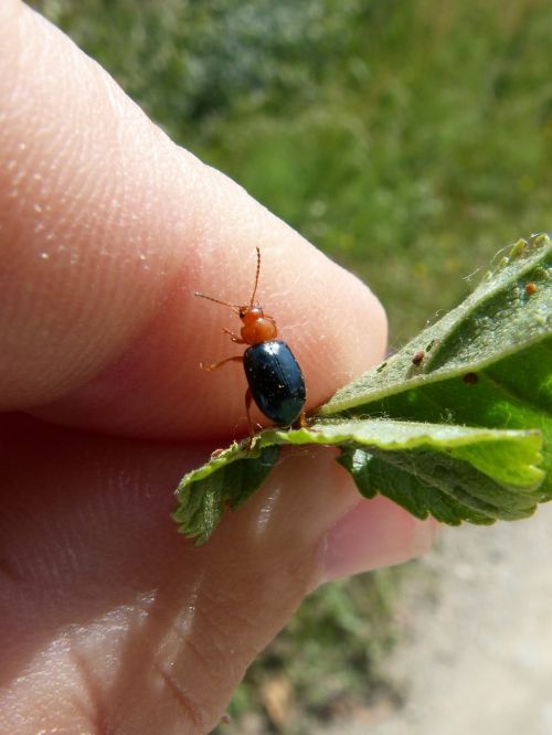 beetle coleoptera black and orange