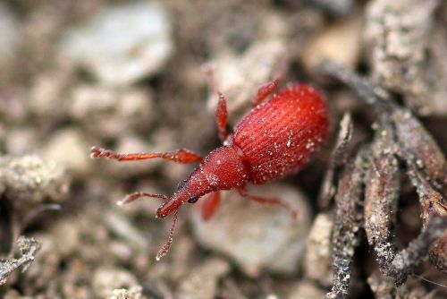 beetle small beetle sorrel-spitzmausrüssler