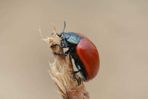 beetle red red beetle