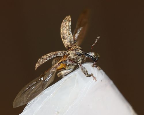 beetle weevil dorytomus