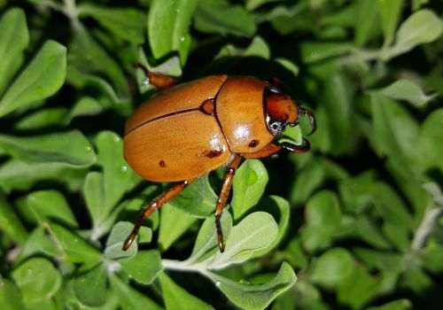 beetle grapevine beetle spotted june beetle