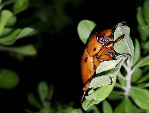 beetle grapevine beetle spotted june beetle