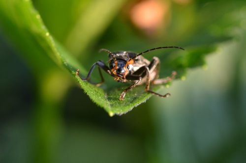 beetle close insect