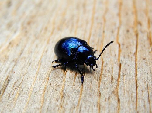 beetle black black beetle