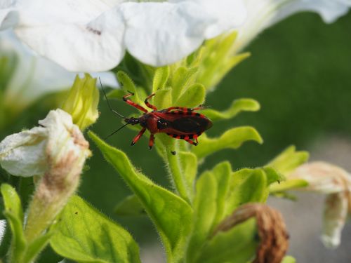 beetle red black