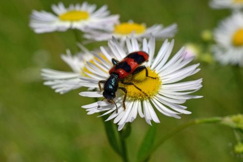 immenkäfer daisy trichodes apiarius