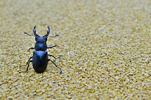 beetle stag beetle minimal
