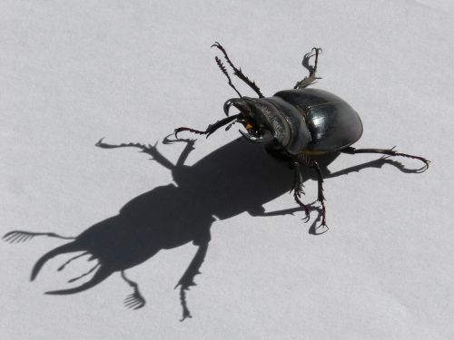 beetle lucanus cervus stag-beetle
