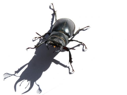 beetle lucanus cervus stag-beetle