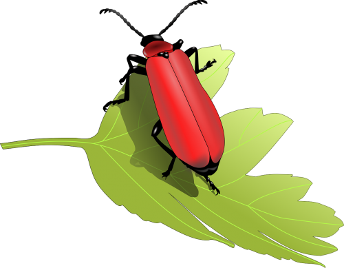 beetle bug insect leaf