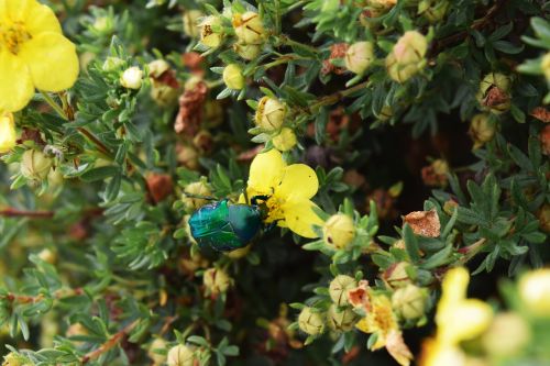 beetle flowers green