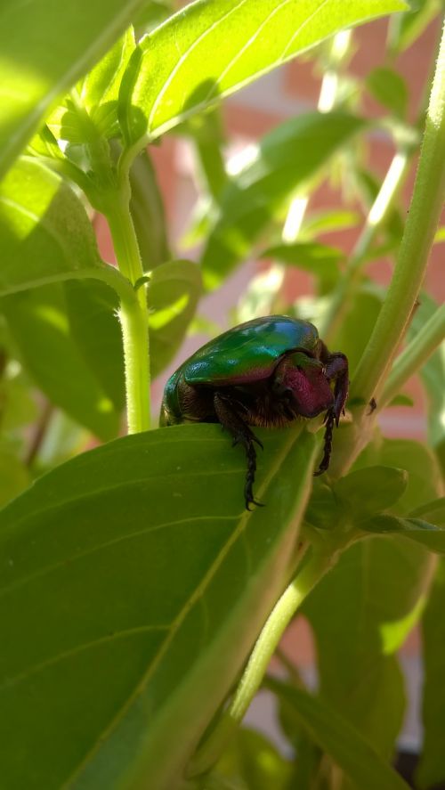 beetle nature green