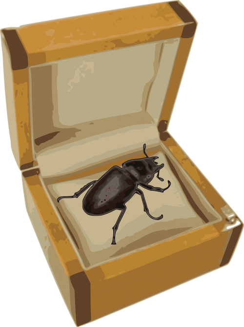 beetle box insect