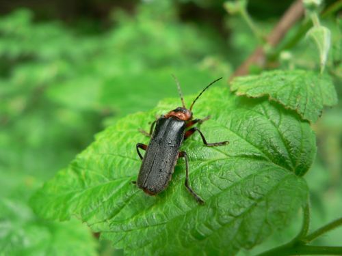 beetle insect macro