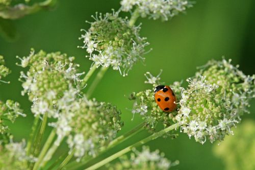 beetle ladybug red