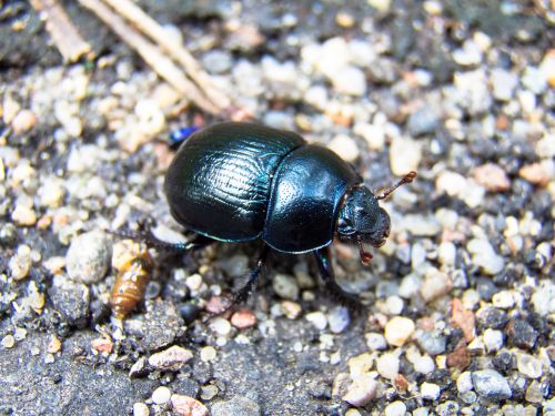 beetle insect nature