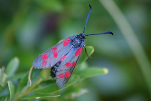 beetle nature close