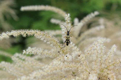 beetle longhorn beetle insect