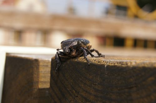 beetle maikäfer insect