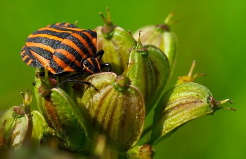 beetle red black