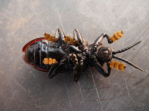 beetle beetles insect
