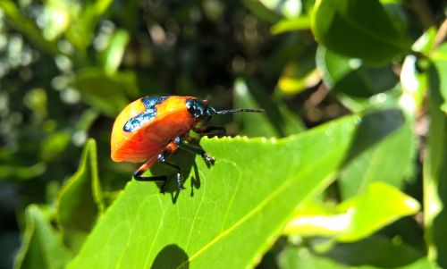 beetle beetles