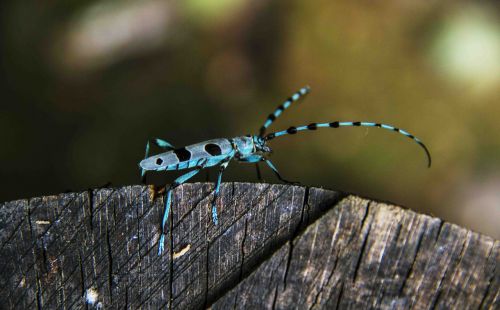 beetle blue longhorn