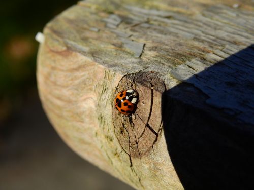 beetle ladybug wood