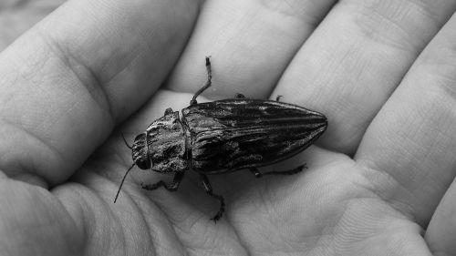 beetle elytra insect
