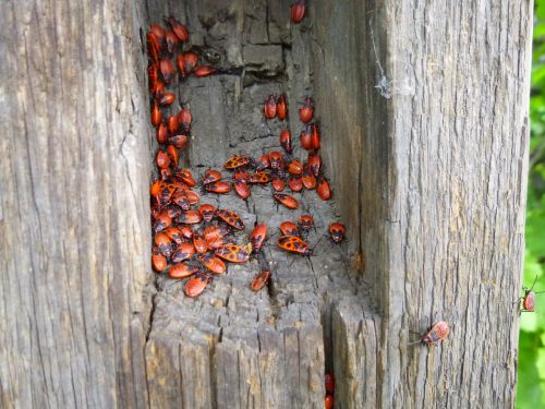 beetle red tree lair