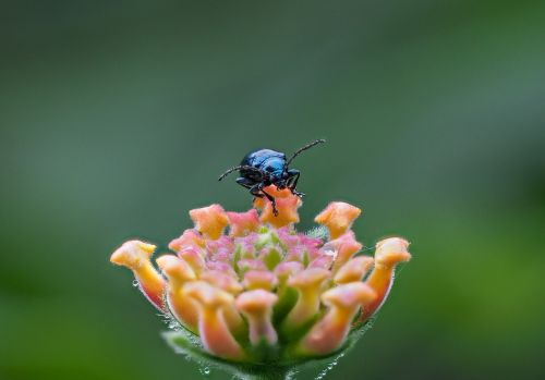 beetle 2 hanoi vietnam