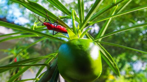 beetle insect red