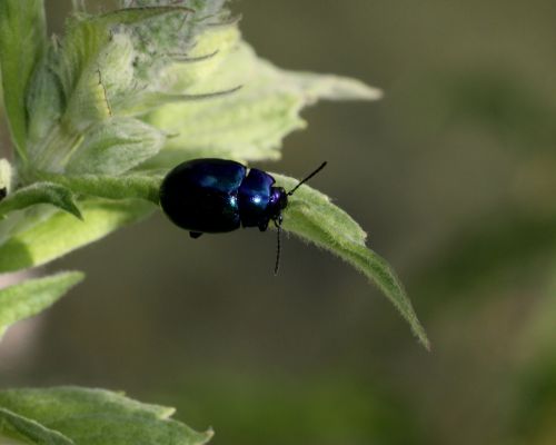 beetle close up bug