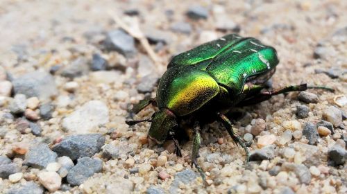 beetle insect green