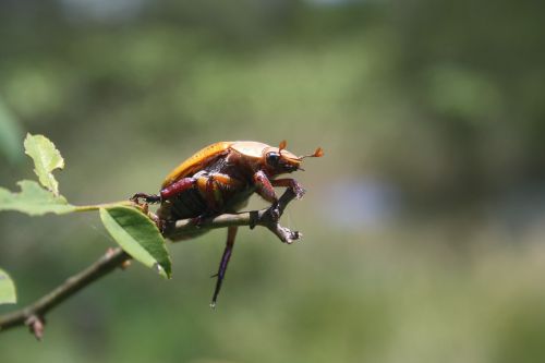 beetle wildlife bug