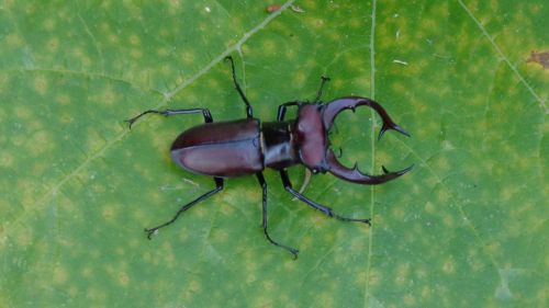 beetle leaf nature