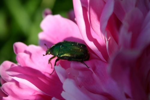 beetle nature animal